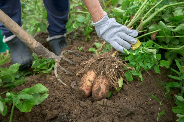 Young agricultural learners working on a modern smart farm during an Agriculture Learnership Programme In 2026